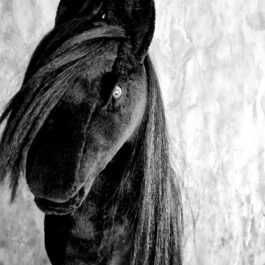 Hobby Horse A4 Czarny z Kantarek + Syntetyczna Grzywa